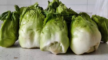 兒菜(抱子芥)--生長非常奇特、營養價值高的蔬菜