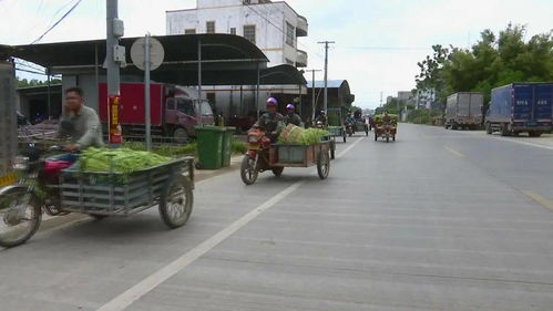 合浦 打造 萬畝豇豆產(chǎn)業(yè)基地 助力脫貧攻堅(jiān)