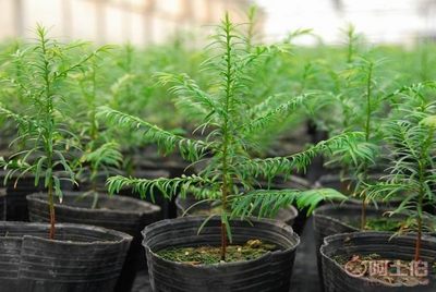 廠家批發(fā)營(yíng)養(yǎng)缽、營(yíng)養(yǎng)杯、育苗盆、種植袋，苗木蔬菜花卉專(zhuān)用產(chǎn)品介紹